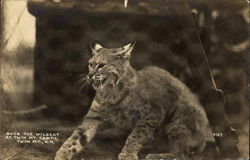 The Wildcat at Twin Mt. Camps Postcard