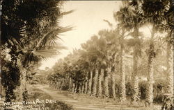Washingtonia Palm Drive, Garnett Orange Grove St. Augustine, FL Postcard Postcard Postcard