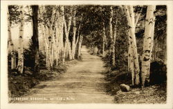 Greystone Birches Postcard