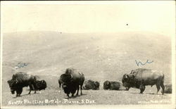 Scotty Phillips Buffalo Postcard