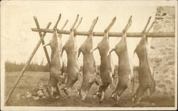 Five Deer Hung on Rack Five Deer Hung on Rack