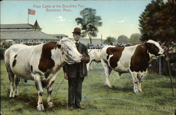 Prize Cattle at the Brockton Fair Massachusetts