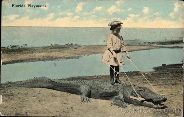 Florida Playmates Alligators