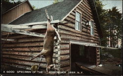 A Good Specimen of the Adirondack Deer Postcard