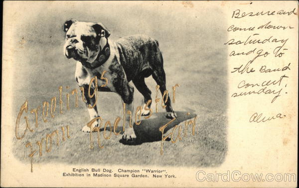 English Bulldog Champion Warrior - Greetings from Rochester Fan