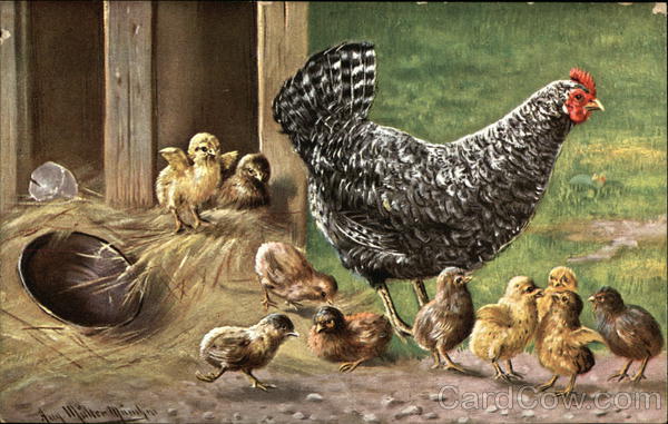 Hen Surrounded By Chicks Birds
