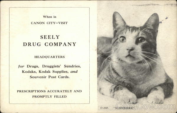 Schneider the Cat Cats