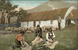 Sheep Shearing in Connemara Postcard