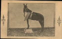 Don Fulano Race Horse Don Fulano Race Horse