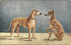 Two Cute Dogs Postcard
