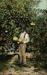 Grapefruit Tree in Florida Black Americana Postcard Postcard Postcard