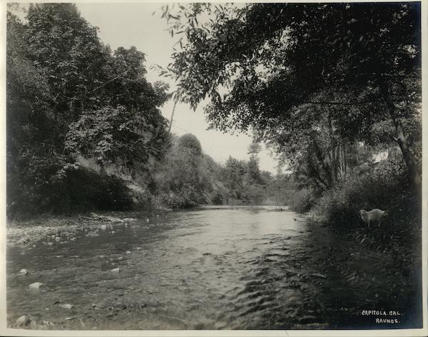 Capitola - River w/Sheep Rare Original Photograph California