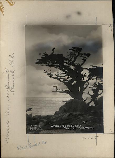 Witch Tree at Sunset Rare Original Photograph Layout Board 2155 Carmel California