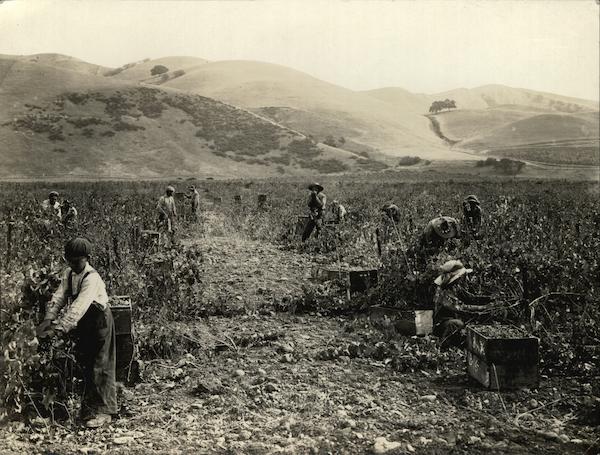 Picking Grapes Cresta Blanca Vineyard Rare Original Photograph Livermore California