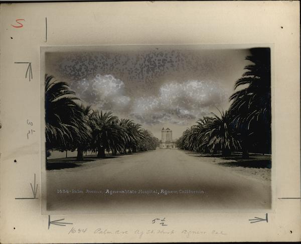 Palm Avenue Agnews State Hospital Rare Original Photograph Santa Clara California