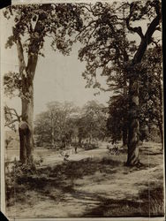 Beacon Hill Park Rare Original Photograph Original Photograph