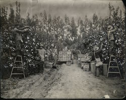 Picking Lemons Rare Original Photograph - Limoneira Company Original Photograph