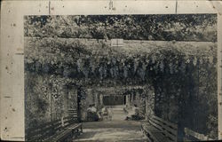 Wistaria and Roses Arbor Rare Original Photograph #1849 Wistaria and Roses Arbor Rare Original Photograph #1849