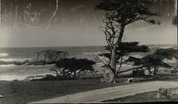 Cypress Trees on 17 Mile Drive Rare Original Photograph Original Photograph