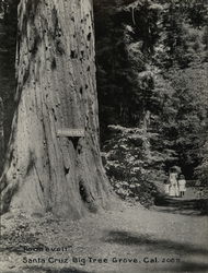 Roosevelt Big Tree Grove Rare Original Photograph #2085 Original Photograph