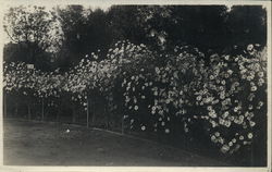 Man, Hedges in Oakland Park Rare Original Photograph Original Photograph