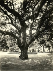 Tree at Lincoln Park Rare Original Photograph Tree at Lincoln Park Rare Original Photograph