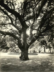 Tree at Lincoln Park Rare Original Photograph Original Photograph