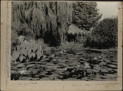 Rare Original Photograph Original Photograph