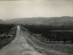Olivina Vineyard Winery Rare Original Photograph Livermore, CA Original Photograph Original Photograph Original Photograph