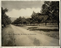 A Walnut Grove, Mt. Diablo in Distance Rare Original Photograph Original Photograph