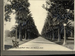 A Palm Walk Rare Original Photograph Los Angeles, CA Original Photograph Original Photograph Original Photograph