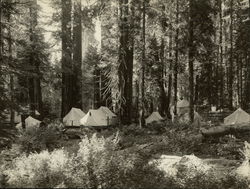 Camp Sierra Giant Forest Rare Original Photograph Sequoia National Park, CA Sequoia & Kings Canyon National Parks Original Photo Original Photograph