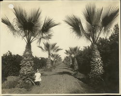 Avenue of Palms Rare Original Photograph Lindsay, CA Original Photograph Original Photograph Original Photograph