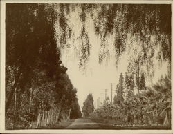 Tree-Lined Street Rare Original Photograph Rancho Cucamonga, CA Original Photograph Original Photograph Original Photograph