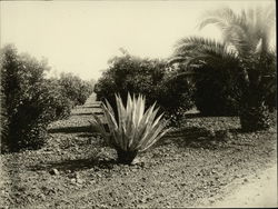Orange Grove Rare Original Photograph Original Photograph