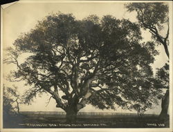 Mammoth Oak, Adams Point Original Photograph