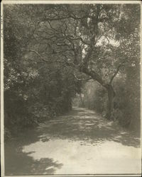 Among the Oaks San Mateo, CA Original Photograph Original Photograph Original Photograph