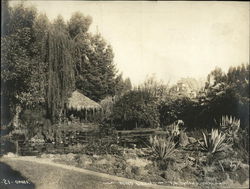 Pond Lillies - F.M. Smith's Oakland, CA Original Photograph Original Photograph Original Photograph
