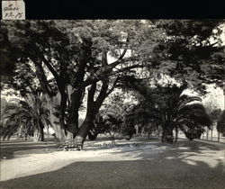 Jackson Park Jackson Park