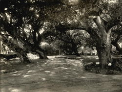 Oaks at Burlingame California Original Photograph Original Photograph Original Photograph