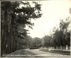 Entrance Drive, College of Notre Dame Original Photograph