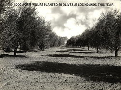 Olive Groves Original Photograph