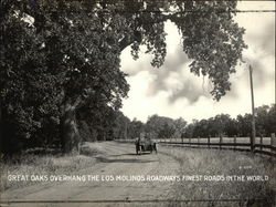 Great Oaks Overhand the Los Molinos Roadways Original Photograph