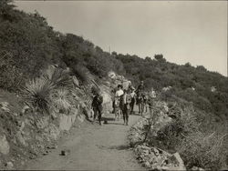 Trail Up Mt. Wilson Los Angeles, CA Original Photograph Original Photograph Original Photograph