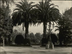 St. James Park Original Photograph