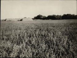 Alfalfa Field Hanford, CA Original Photograph Original Photograph Original Photograph