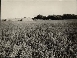 Alfalfa Field Original Photograph