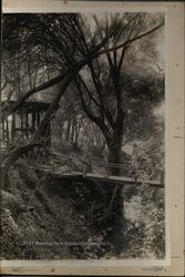 Mosswood Park Original Photograph