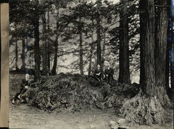 Sequoia Park Original Photograph