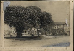 Rose Covered Oak Tree Alameda, CA Original Photograph Original Photograph Original Photograph